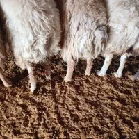 میش جوان کشتاری|حیوانات مزرعه|شیروان (خراسان), |دیوار