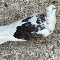 کبوتر بوشهری