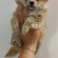 پامرین|سگ|نجف‌آباد, ویلاشهر|دیوار