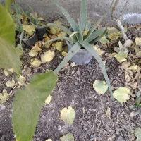 تعدادی آلوورا با گلدان به دلیل نبود جا