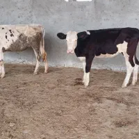 دو راس تلیسه سیمینتال پای کل  جنس شیری گوساله گاو