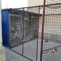 گنجه کفتر|پرنده|تهران, امیریه|دیوار