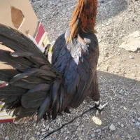 ۱عدد مرغ تازه به تخم ۱عدد خروس جوان ۲عدد مرغ محلی|حیوانات مزرعه|مشهد, سجادیه|دیوار