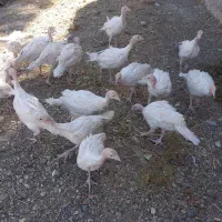 فروش جوجه بوقلمون گوشتی بیوتی