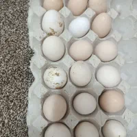 تخم مرغ محلی نطفه دار
