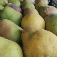 گلابی درگزی|خوردنی و آشامیدنی|نوشین شهر, |دیوار