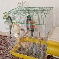 عروس هلندی