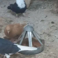 کبوتر کلاغ ریش