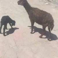 میش بره جوان