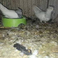 کفتر ملقی
