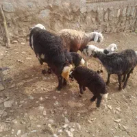 قوچ پلنگی نامی اصیل|حیوانات مزرعه|الشتر, |دیوار