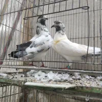 کبوتر جوجه کشی|پرنده|لنگرود, |دیوار
