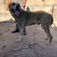 یک قلاده سگ افغان