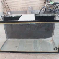 آکواریم|ماهی|شاهینشهر, شهرک گلدیس|دیوار