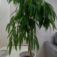 گل بنجامین آمستل