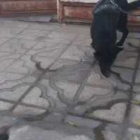 سگ ژرمن بلک