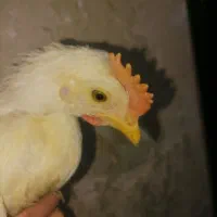 8تا جوجه مرغ و خروس