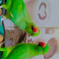 طوطی ملنگو|پرنده|جیرفت, |دیوار