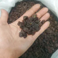 کشمش(درگز) و (کاشمر) مخصوص آبگیری|عمده‌فروشی|مشهد, تلگرد|دیوار