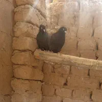 یک جفت سیاه