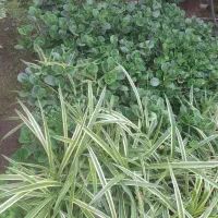 تعدادی گل طبیعی|گل و گیاه طبیعی|زنجان, |دیوار