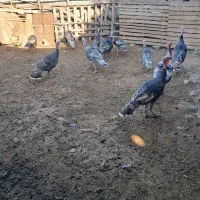 بقلمون|حیوانات مزرعه|گرگان, |دیوار