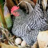 تخم‌مرغ نطفه‌دار مرندی و پلیموت راک