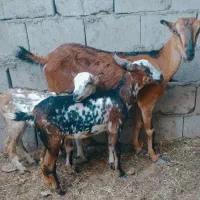 کهره جمولی با دو تا بچه نری