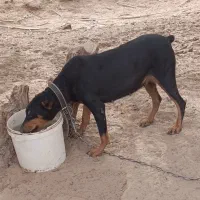 یک ماده دوبرمن فروشی