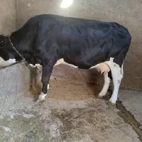گاو سیمینتال جوان