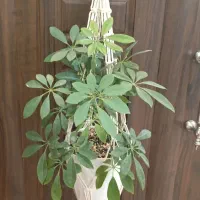 اویز و شلف مکرومه|صنایع دستی و سایر لوازم تزئینی|میانه, |دیوار