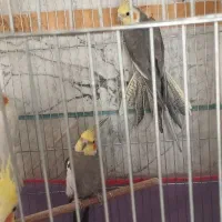 عروس هلندی|پرنده|الیگودرز, |دیوار