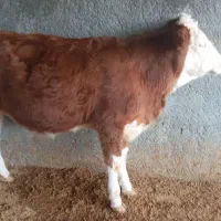 یک عدد گوساله سیمینتال ماده قرمز|حیوانات مزرعه|بیستون, |دیوار