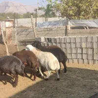 بره هموهترو