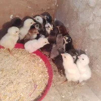 فروش جوجه لاری افغان ۵روزه