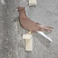 کبوتر شهرستانی