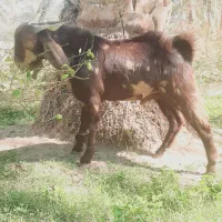 دوتا عدد چپش (نری)  ویک کیسه