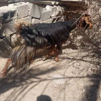 بز با کهره نر بزرگ|حیوانات مزرعه|سعدآباد, |دیوار