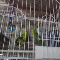 مرغ عشق نرو ماده