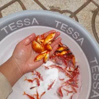 ماهی قرمز|ماهی|اسفراین, |دیوار