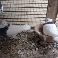 جفت کفتر طوقی|پرنده|زارچ, |دیوار