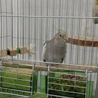 عروس هلندی|پرنده|اندیشه, اندیشه فاز ۲|دیوار