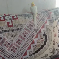 ۵ عدد جوجه عروس هلندی دستی شوده بفروش میرسد