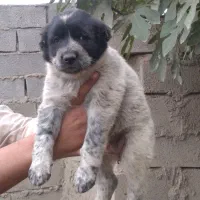 واگذاری آلابای نر و ماده