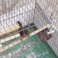 سینه سرخ قناری