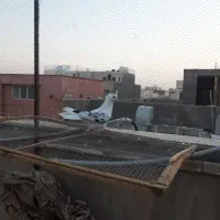 ماده خال پیس نوک ریز|پرنده|برخوار, |دیوار