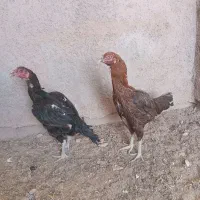 مرغ لاری|حیوانات مزرعه|گرمسار, |دیوار