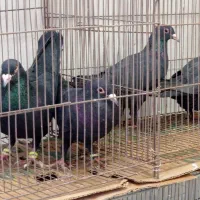 سلام دوستان بله نر رسید|پرنده|رفسنجان, |دیوار