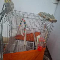 عروس هلندی|پرنده|نوشهر, |دیوار