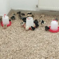 جوجه گوشتی بومی